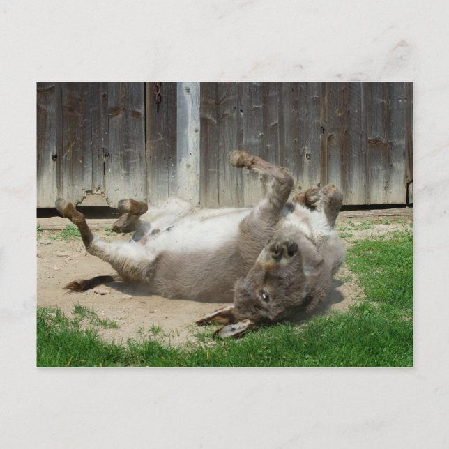 Donkey hat ein Bad Postkarte (Vorderseite)