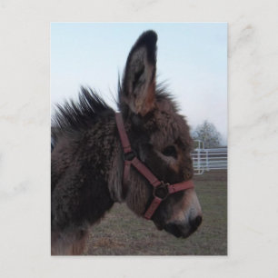 Donkey-Head Postkarte