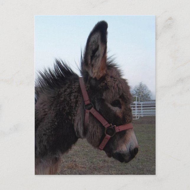 Donkey-Head Postkarte (Vorderseite)