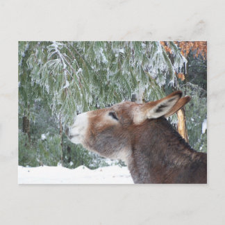 Donkey Holiday Postkarte