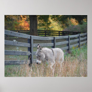Donkey in der Herbst-Postkarte Poster