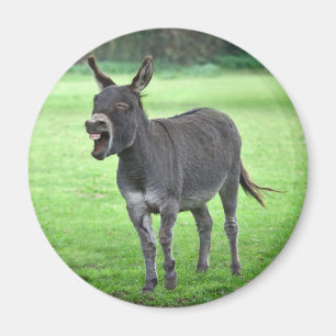 Donkey Laugh Magnet