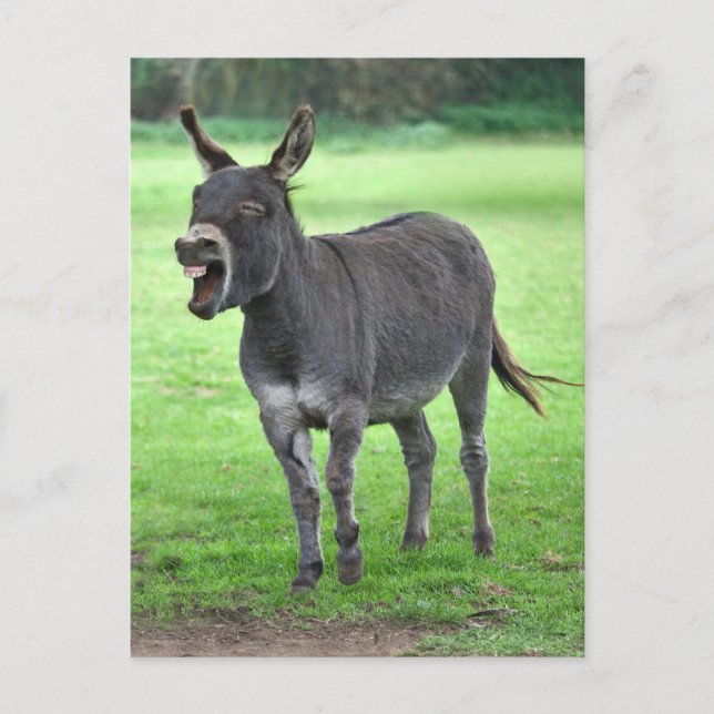 Donkey Laugh Postcard Postkarte (Vorderseite)