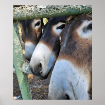 Donkey Liebe Poster