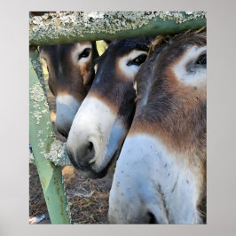 Donkey Liebe Poster