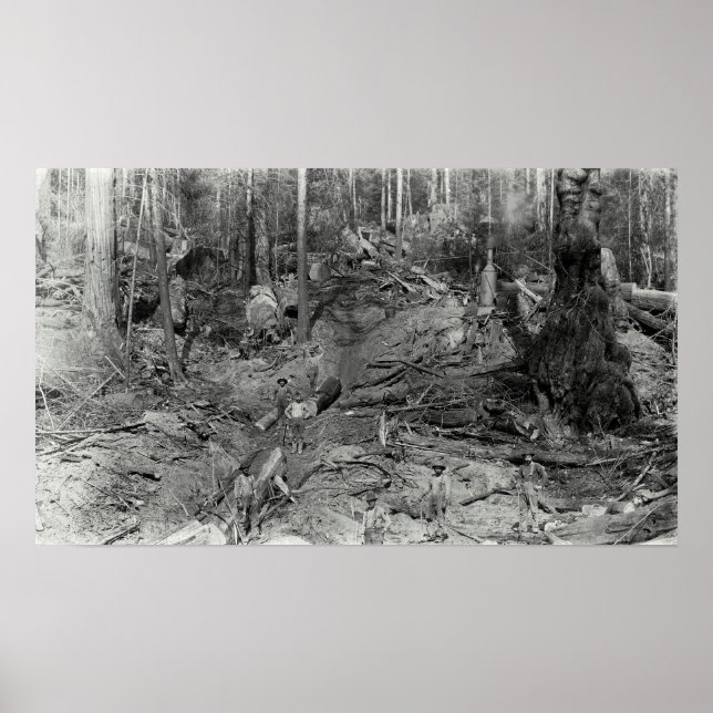 DONKEY LOGGING a HILLSIDE c. 1880 Poster (Vorne)