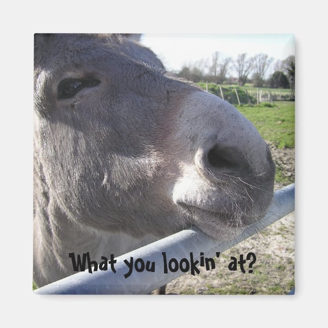 Donkey Magnet (Vorne)