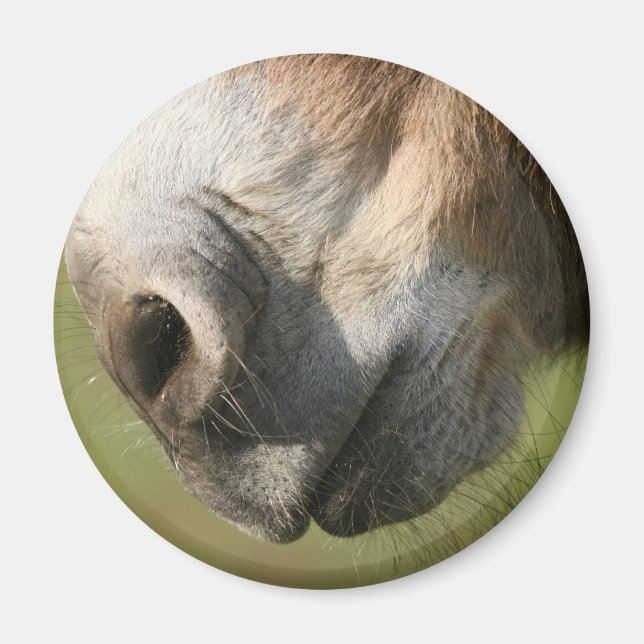 Donkey Magnet (Vorne)