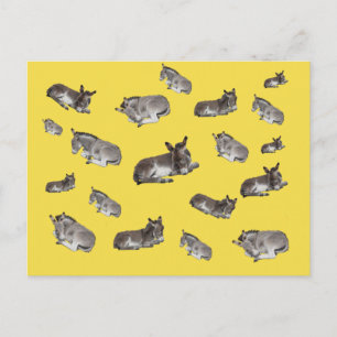 Donkey Mania Postkarte