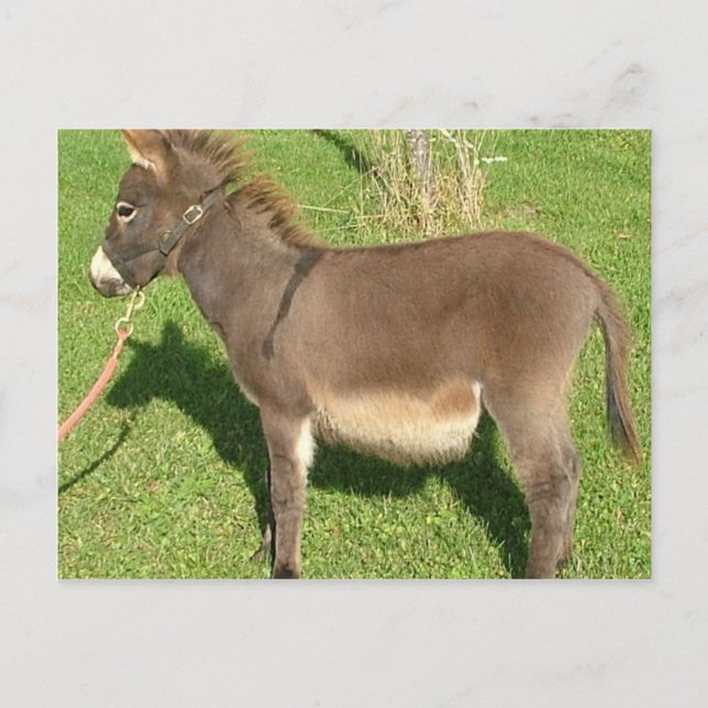 Donkey mit dem Gürtel im Neck Postkarte (Vorderseite)