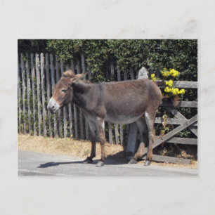 Donkey mit gelben Blumen Postkarte