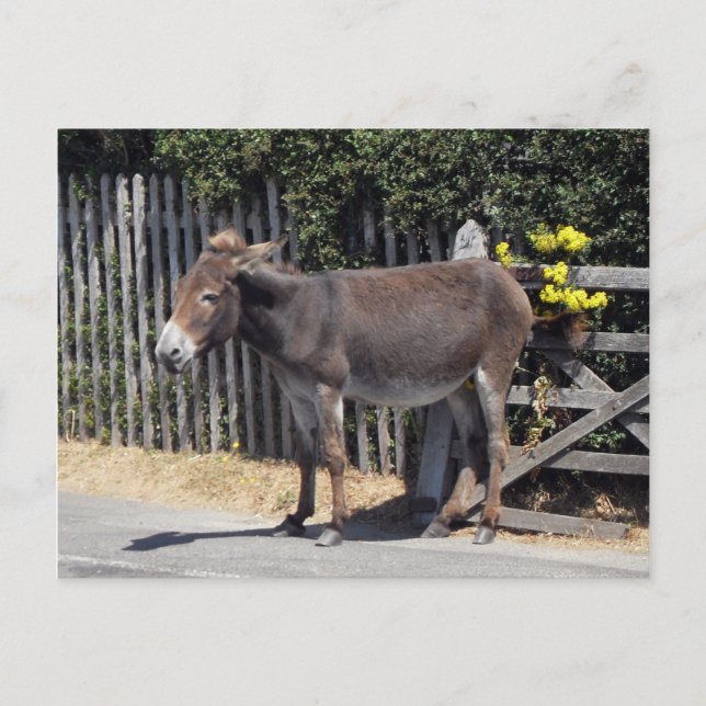 Donkey mit gelben Blumen Postkarte (Vorderseite)