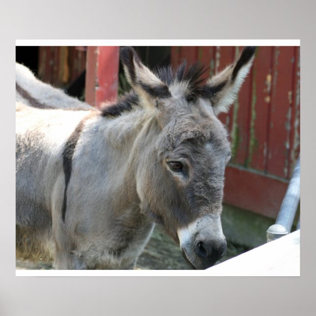 Donkey Mule Farm Animal Country Destination Poster (Vorne)