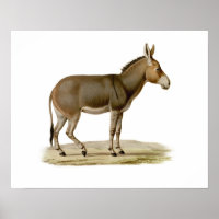 Donkey Mule Farm Animal Country Destination