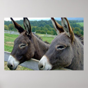 Donkey Mule Farm Animal Country Destiny Poster