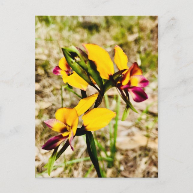 Donkey Orchids Postkarte (Vorderseite)