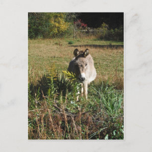Donkey Picking Gelben Herbst Wildblumen Postkarte