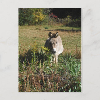 Donkey Picking Gelben Herbst Wildblumen Postkarte