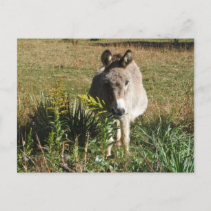 Donkey Picking Gelben Herbst Wildblumen Postkarte