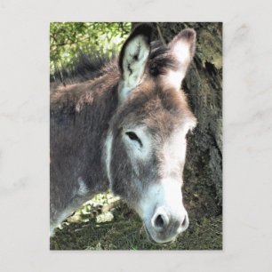 DONKEY POSTKARTE