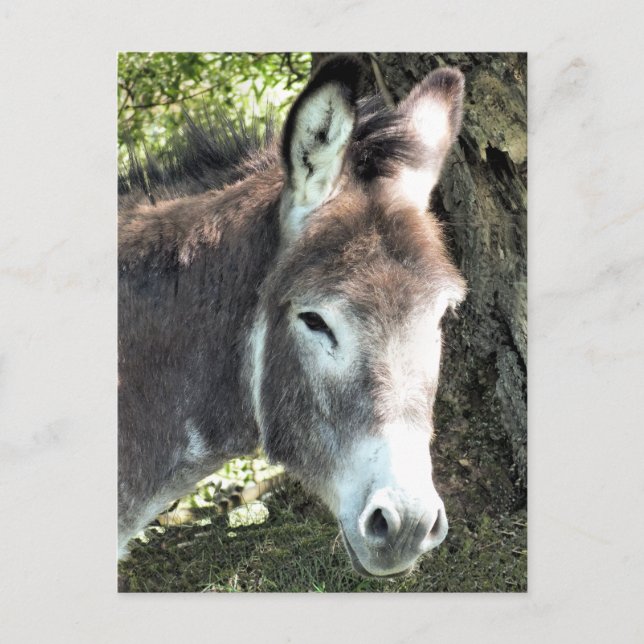 DONKEY POSTKARTE (Vorderseite)