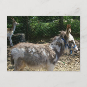 Donkey Postkarte