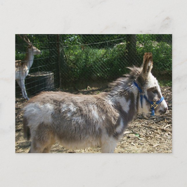 Donkey Postkarte (Vorderseite)