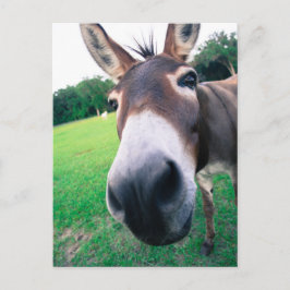 Donkey Postkarte