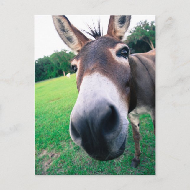 Donkey Postkarte (Vorderseite)