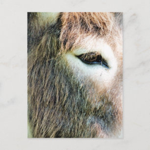 DONKEY POSTKARTE