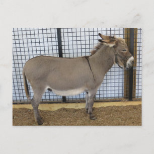 Donkey Postkarte