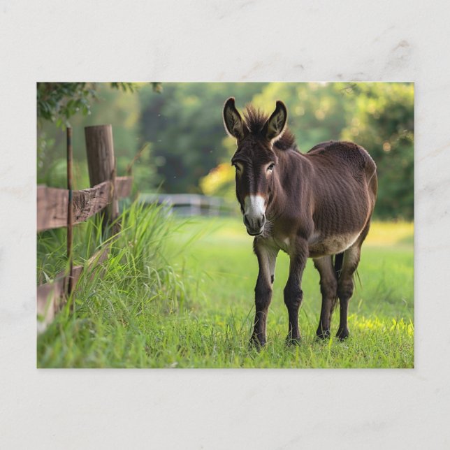 Donkey Postkarte (Vorderseite)