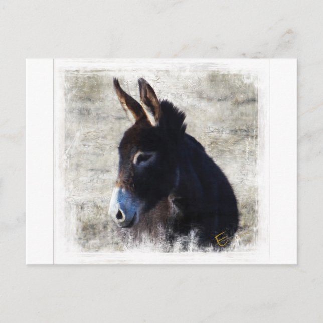 Donkey Postkarte (Vorderseite)
