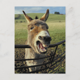 Donkey Postkarte