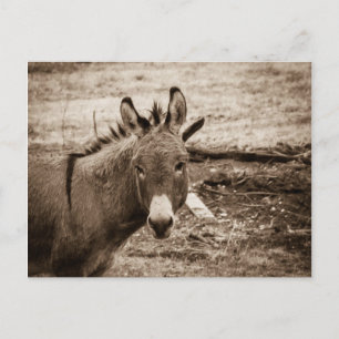 Donkey Postkarte