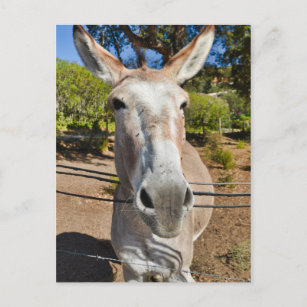 Donkey Postkarte