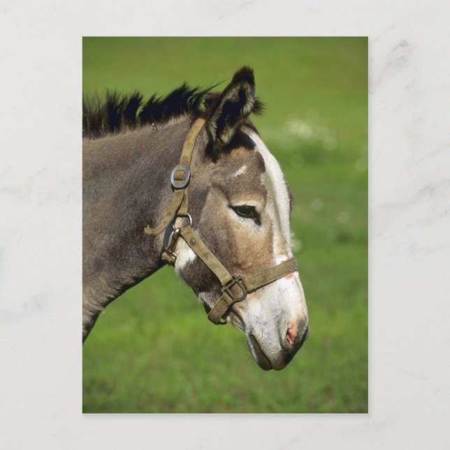 Donkey Postkarte (Vorderseite)
