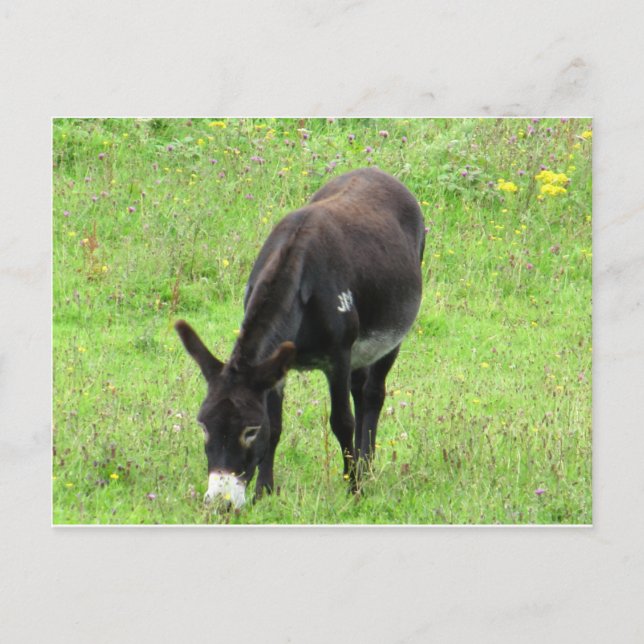 Donkey Postkarte (Vorderseite)
