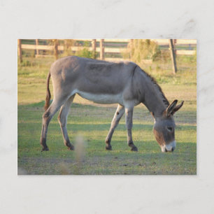 Donkey Postkarte