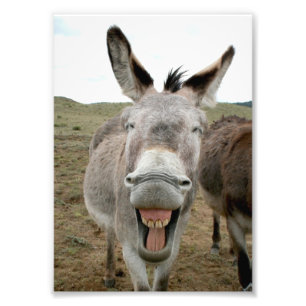 Donkey Smile Fotodruck