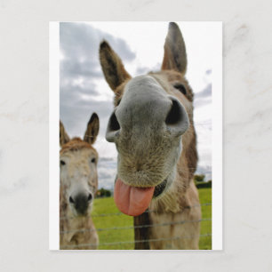 Donkey Spaß Postkarte