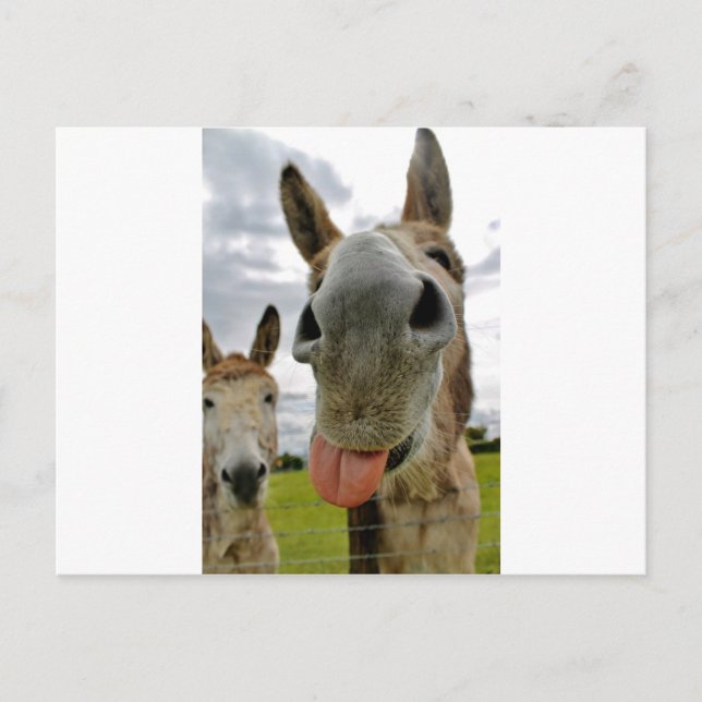 Donkey Spaß Postkarte (Vorderseite)