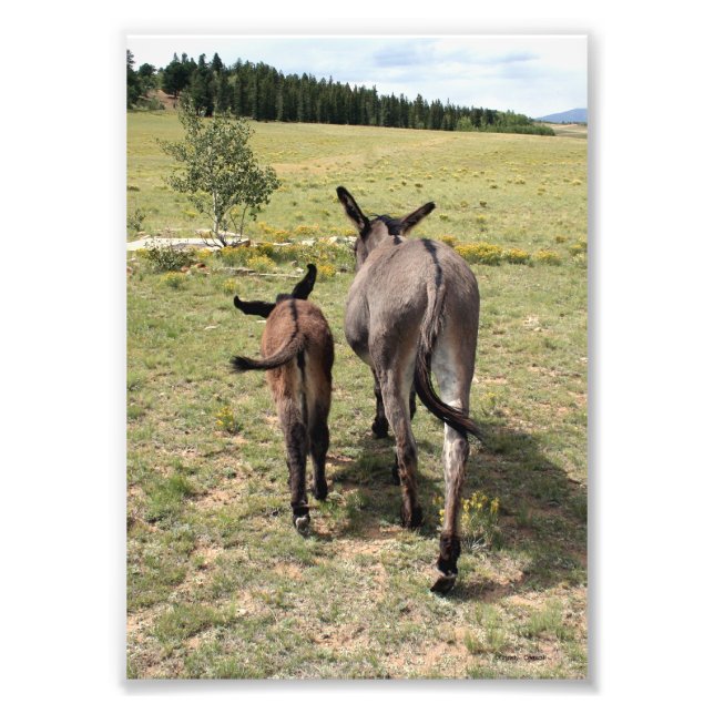 Donkey "Tales" Fotodruck (Vorne)