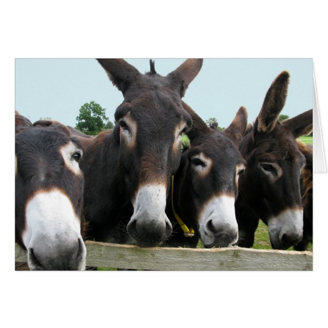 Donkeys (Vorderseite (Horizontal))