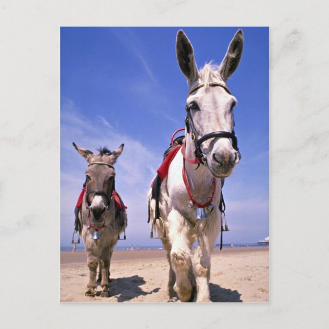Donkeys, Blackpool Beach, England Postkarte (Vorderseite)