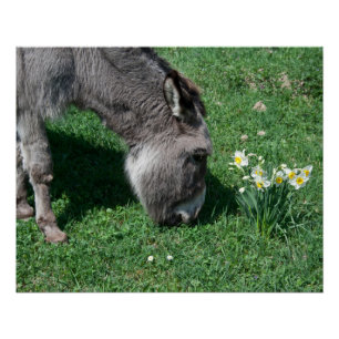 Donkeys essen keine wilden Affodien Poster