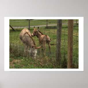 Donkeys Foto Poster