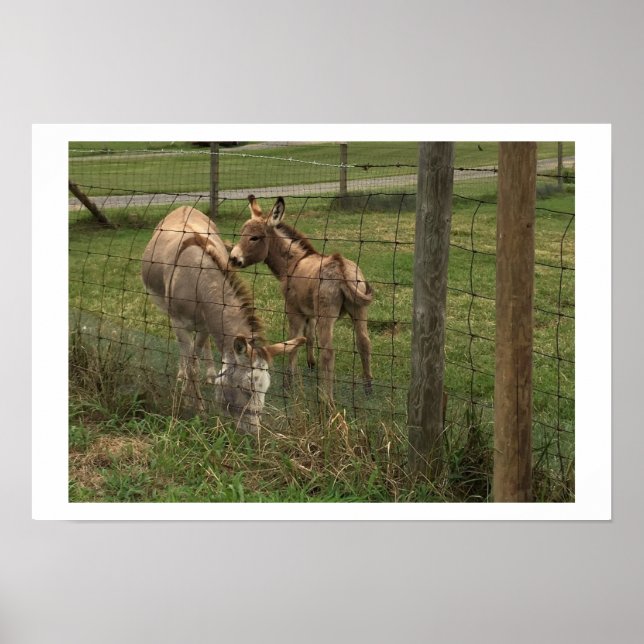 Donkeys Foto Poster (Vorne)