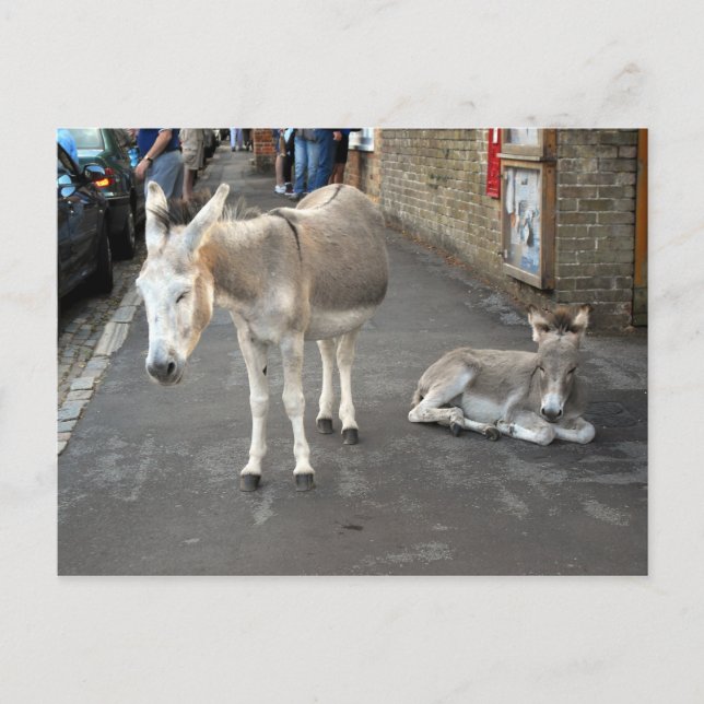 Donkeys geht in die Stadt Postkarte (Vorderseite)