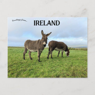 Donkeys in Doora Irland Postkarte